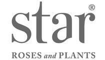 Star Rose and Plants